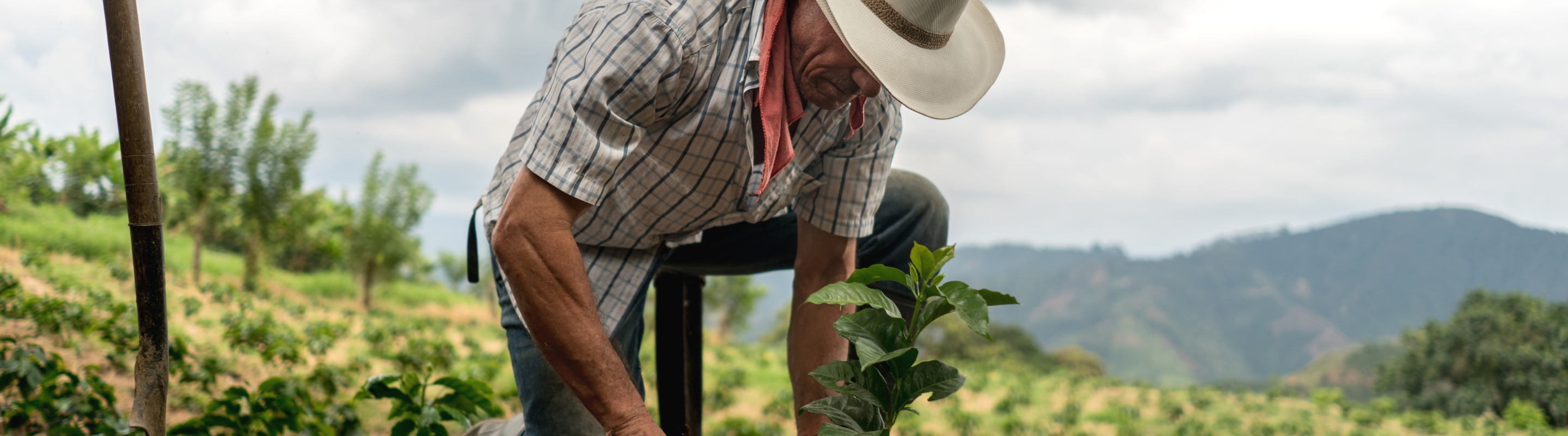 Farmer in field planting crop